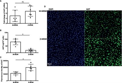 Alpha 1 Antitrypsin-Deficient Macrophages Have Impaired Efferocytosis of Apoptotic Neutrophils